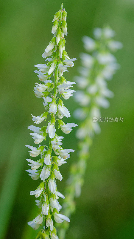 白色甜三叶草(Melilotus alba)花的特写